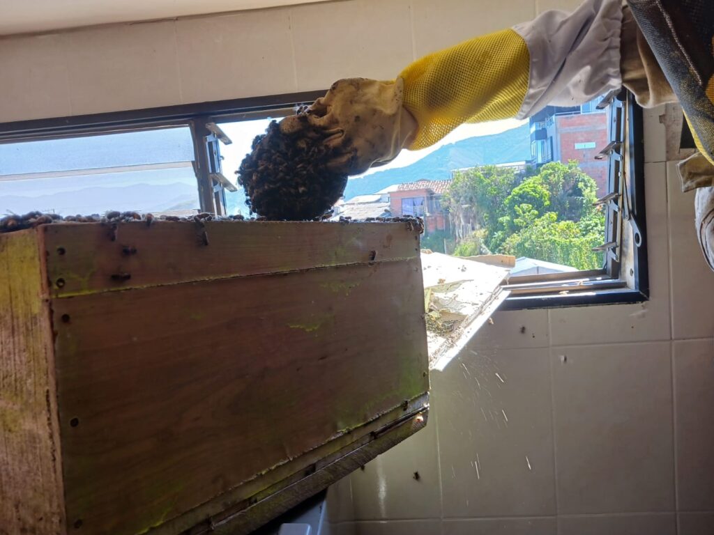 Ante el aumento de presencia de abejas, Gobierno de Caldas entrega recomendaciones y pide no atacarlas
