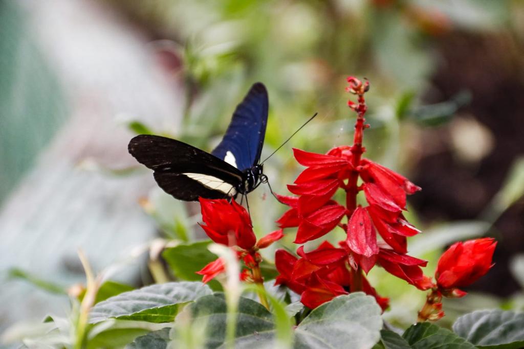 ICTM invita a disfrutar del Ecoparque Los Yarumos durante la Feria 67° de Manizales