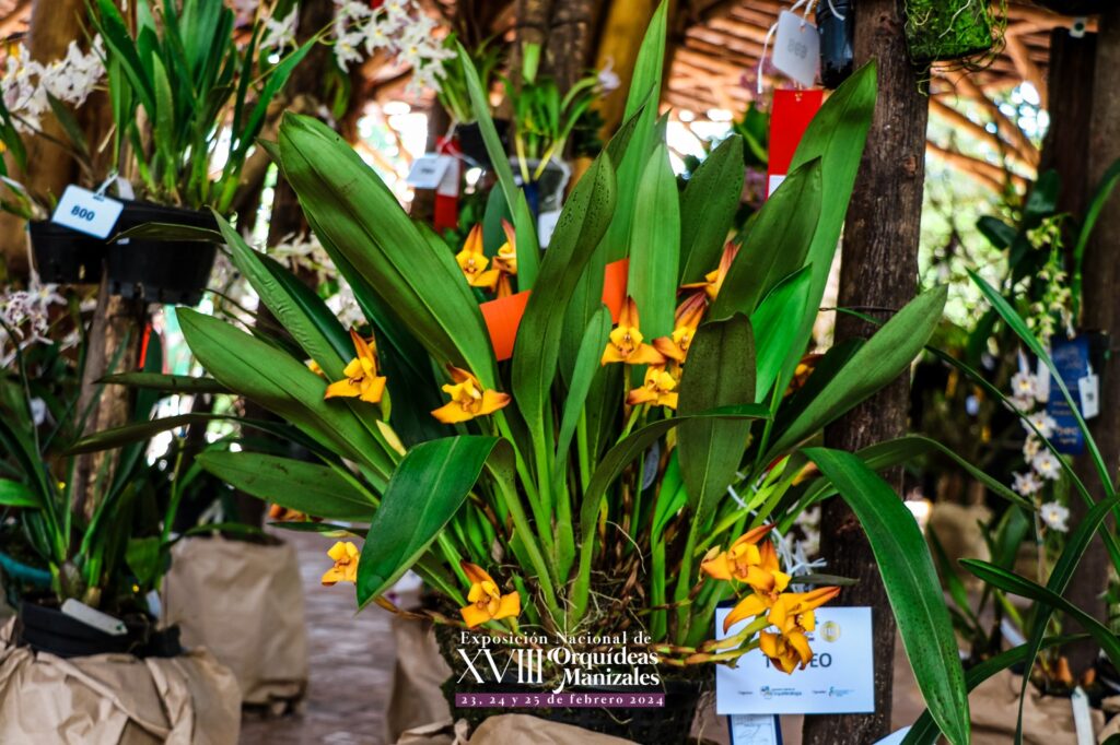 Maxillaria Molitor, Orquídea ganadora de la XVIII Exposición Nacional de Orquídeas de Manizales
