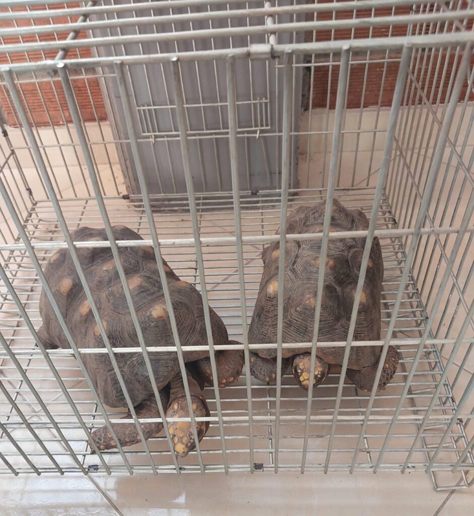 Recuperamos dos tortugas morrocoy (Chelonoidis carbonarius) que se encontraban en una vivienda del municipio de Salamina.
