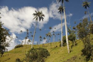 La Secretaría de Medio Ambiente adelantará acciones de control para evitar comercialización de la Palma de Cera