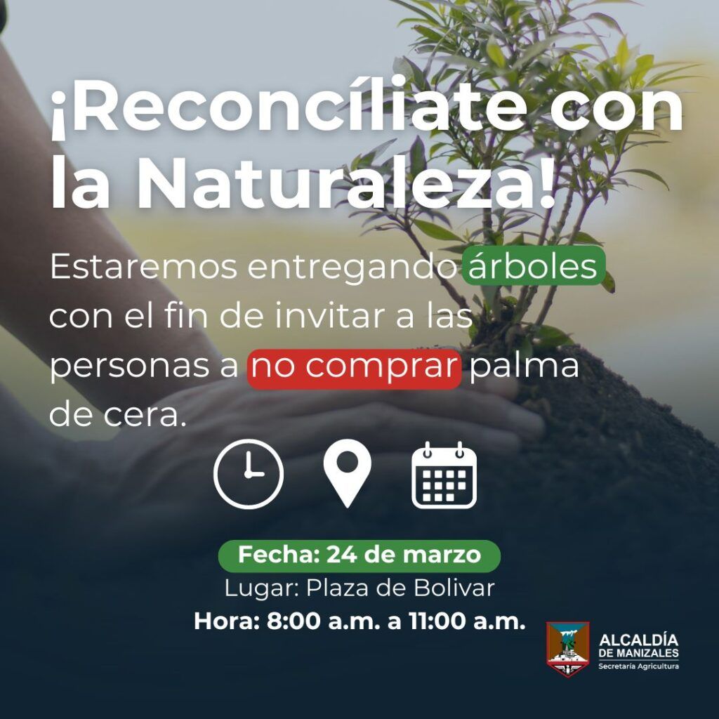 La Secretaría de Medio Ambiente adelantará acciones de control para evitar comercialización de la Palma de Cera