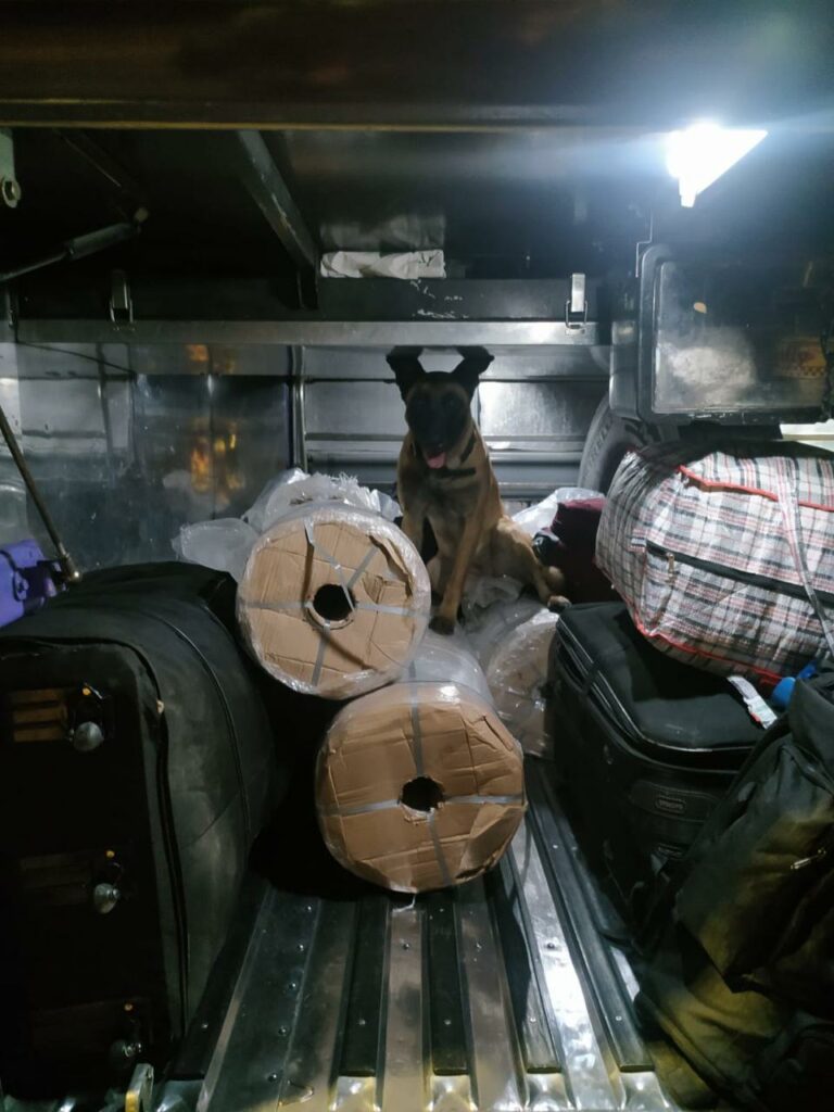 Un can del Ejército descubrió 140 kilogramos de marihuana en un bus interdepartamental en el Quindío