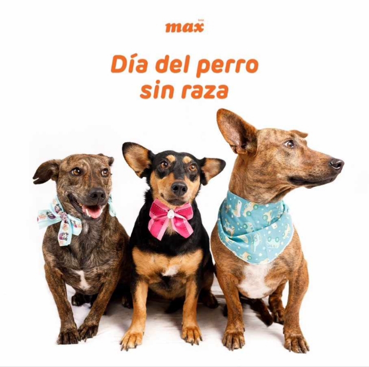 28 de mayo: Celebrando el Día Internacional del Perro sin Raza