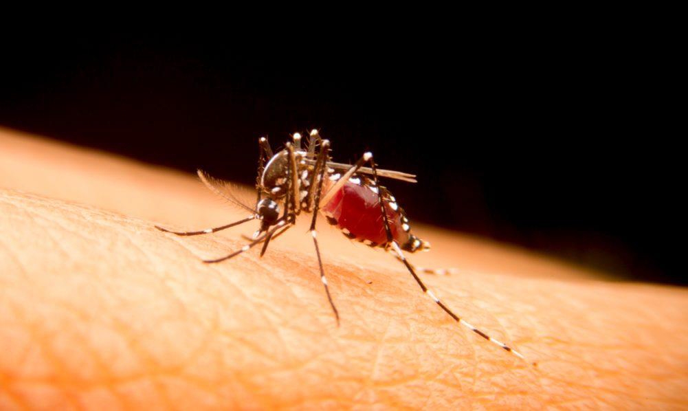 Aumentan los casos de dengue en Riosucio, autoridades en Caldas refuerzan medidas de intervención