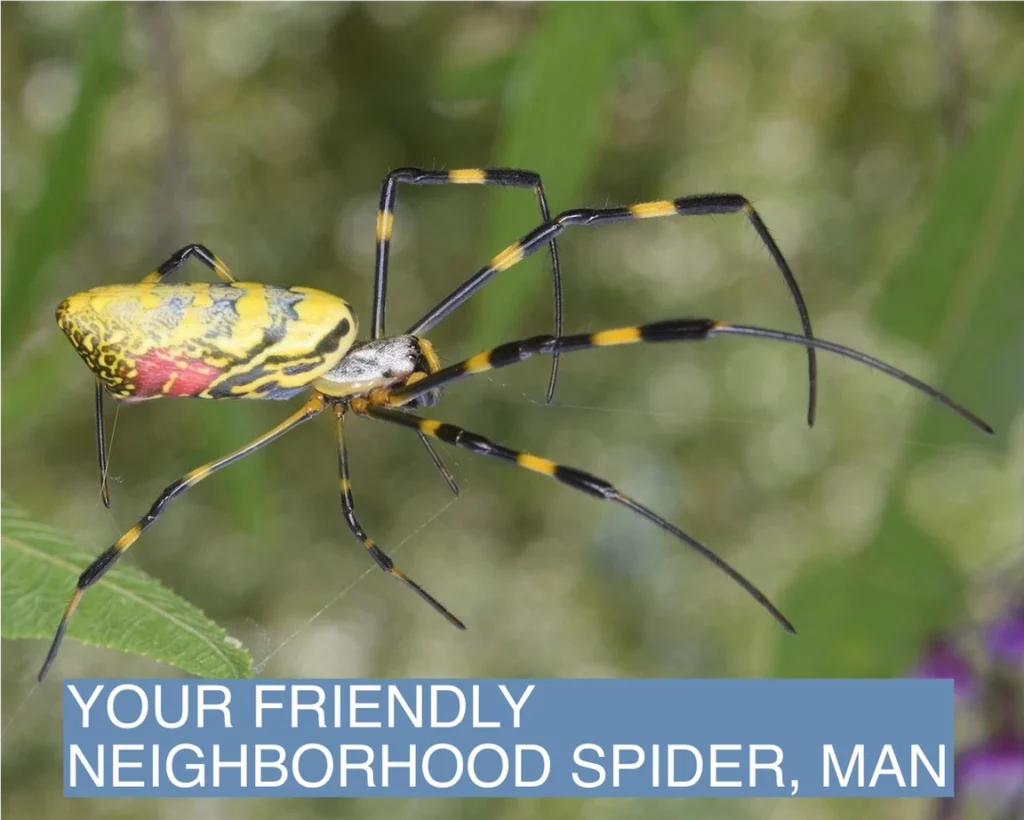 Las arañas gigantes Joro avanzan por el este de EE. UU.