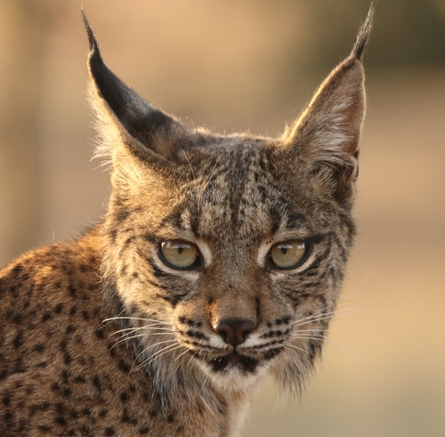 The Iberian lynx has moved from Endangered to Vulnerable on the IUCN Red List.

Photo: CoDe83 / iNaturalist CC BY-NC