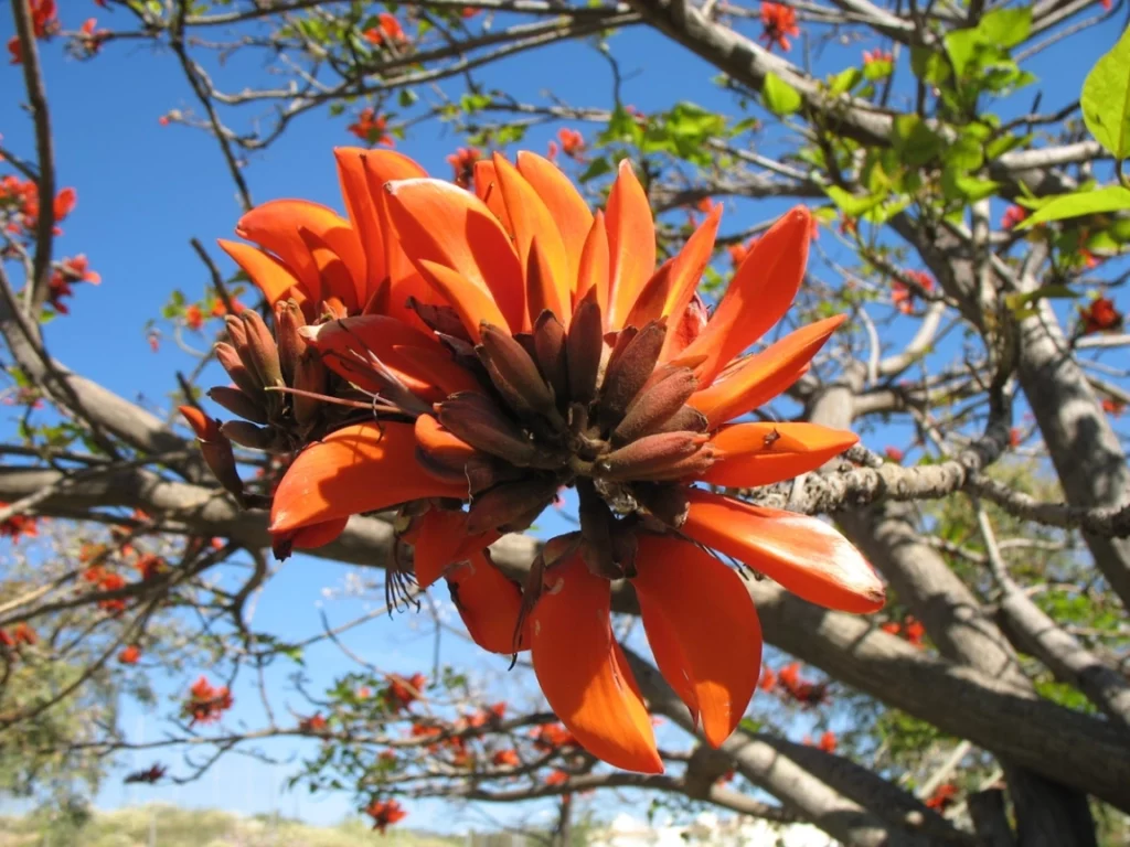 Botánicos cambian 200 nombres racistas de plantas