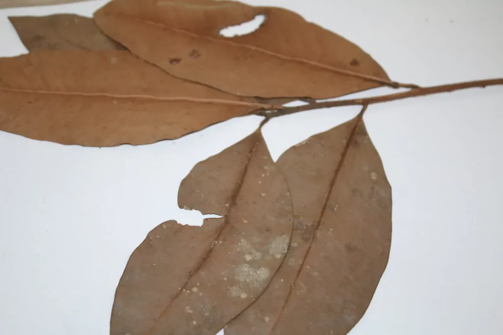 Entre hojas y anaqueles se esconde un tesoro vegetal que hoy es patrimonio de la Nación