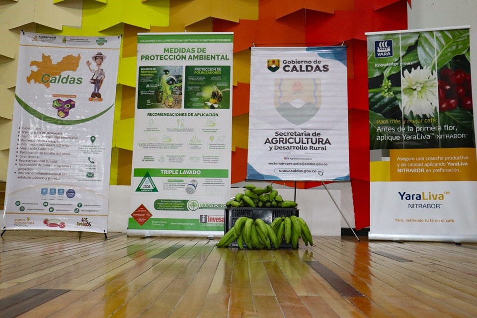 Gobierno de Caldas impulsa el mercado del plátano con el primer seminario regional realizado en Aguadas
