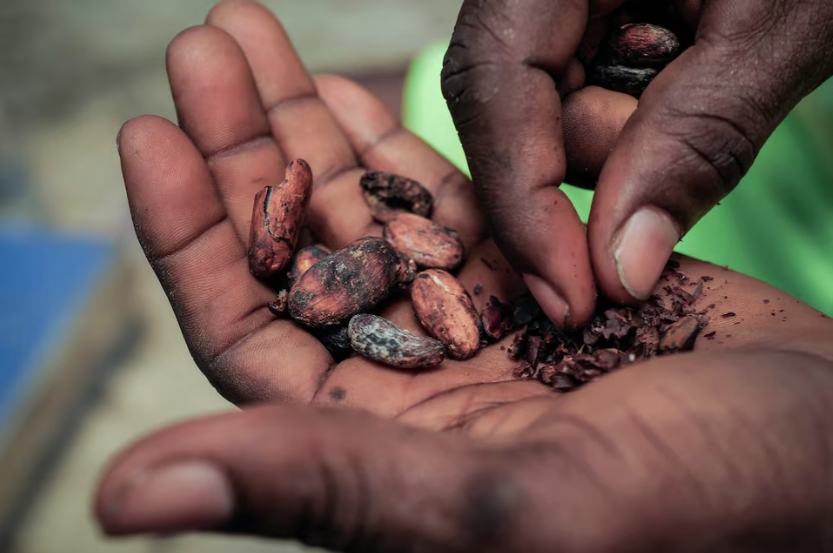 A worker prepares to eat a small quantity of sun-dried cocoa beans at a warehouse in Kwabeng in the Eastern Region, Ghana, February 28, 2024. REUTERS/Francis Kokoroko/File Photo Purchase Licensing Rights