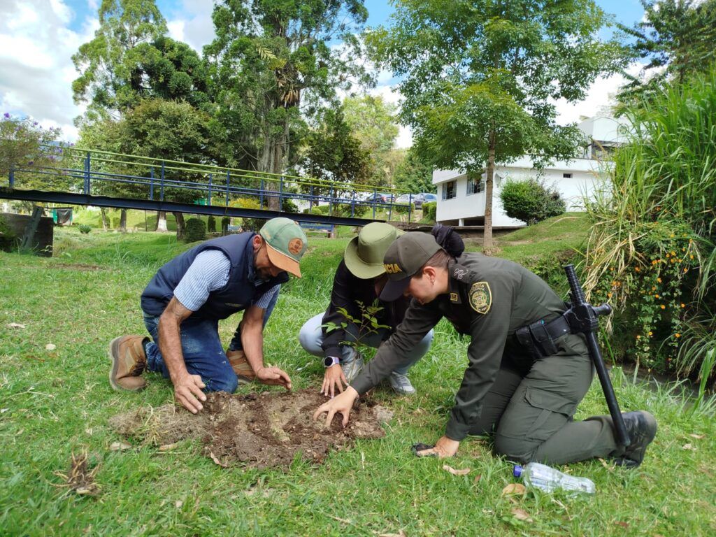 La siembre de árboles en Manizales revitaliza las áreas verdes de la ciudad