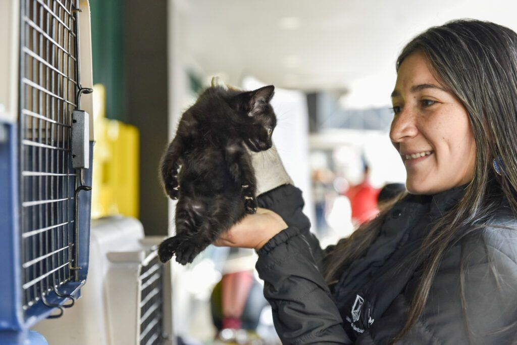 Las 10 mascotas que fueron entregadas en el centro comercial Parque Caldas, estaban bajo el cuidado de la Unidad de Protección Animal (UPA) de Manizales.
En 14 jornadas de adopción han sido entregados más de 80 animalitos.