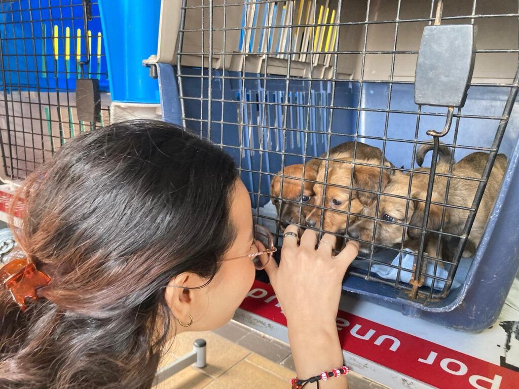 Las 10 mascotas que fueron entregadas en el centro comercial Parque Caldas, estaban bajo el cuidado de la Unidad de Protección Animal (UPA) de Manizales.
En 14 jornadas de adopción han sido entregados más de 80 animalitos.