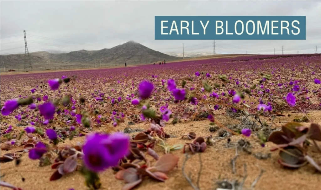 Las flores florecen en el desierto más seco