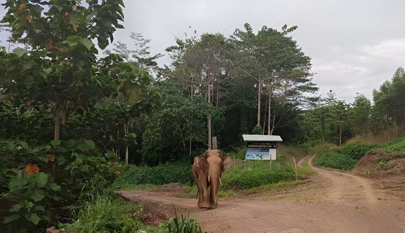 Los elefantes de Borneo están en peligro de extinción inmediato