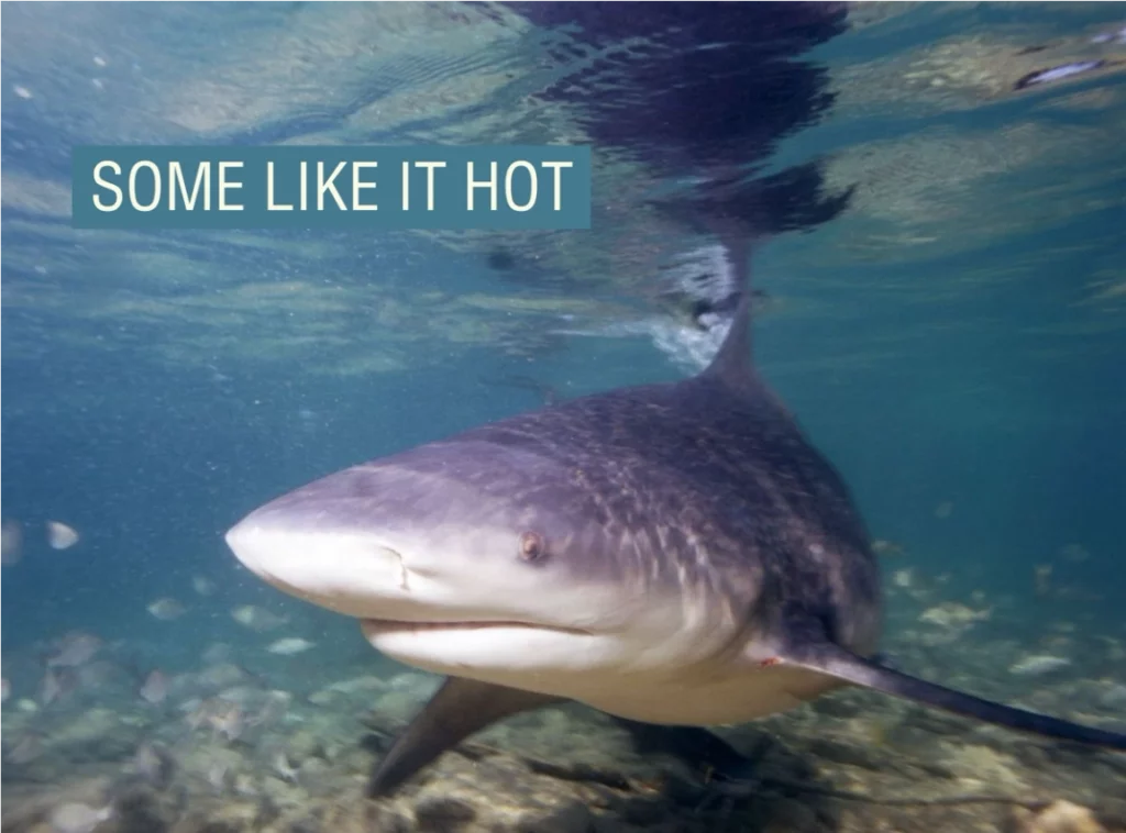 Los tiburones toro prosperan en aguas más cálidas