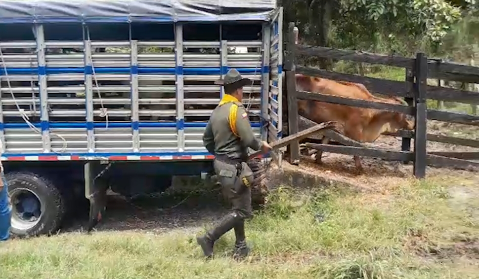 Recuperadas 31 cabezas de ganado en un operativo coordinado por la Policía de Caldas y el Cesar