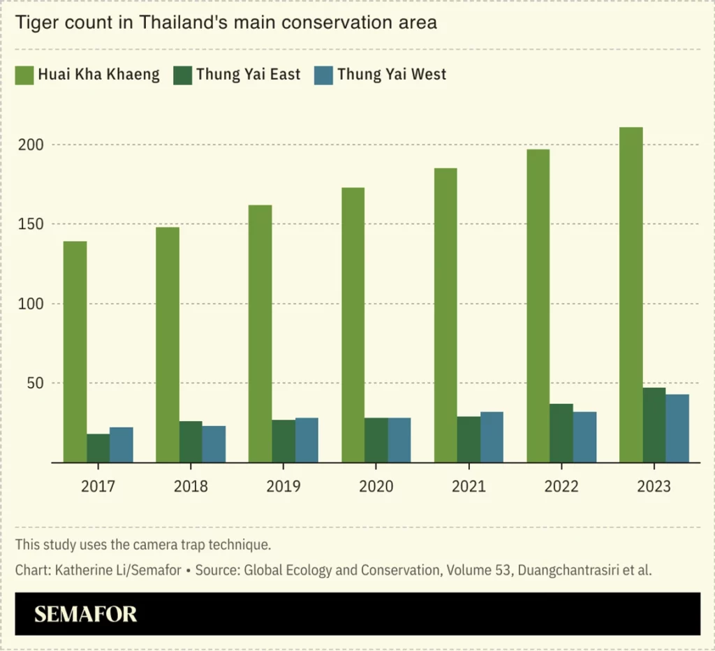 Tailandia registra un enorme aumento de tigres