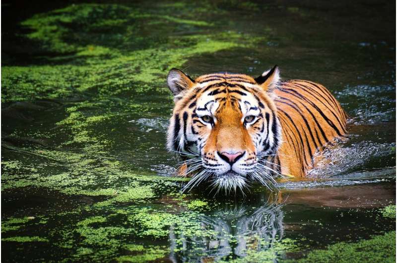 Tailandia registra un enorme aumento de tigres