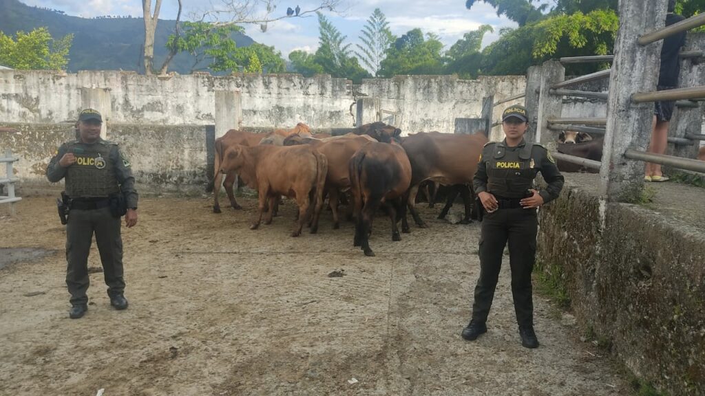 Recuperan 30 cabezas de ganado robado en Filadelfia, Caldas