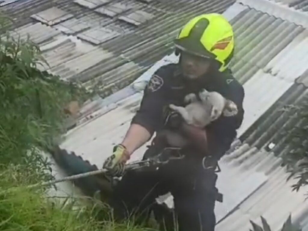 Bomberos de Manizales Rescatan 67 Animales en lo que Va de 2024