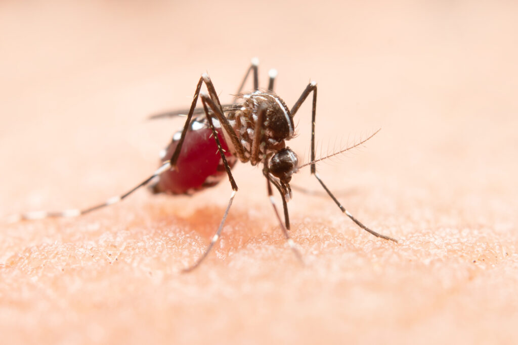 Ante persistente emergencia por dengue en el departamento, Territorial de Salud de Caldas extenderá alerta sanitaria