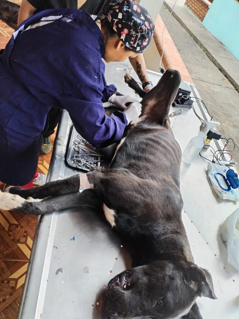 Convenio entre Caldas y Viterbo permitirá 500 esterilizaciones caninas y felinas en zona rural