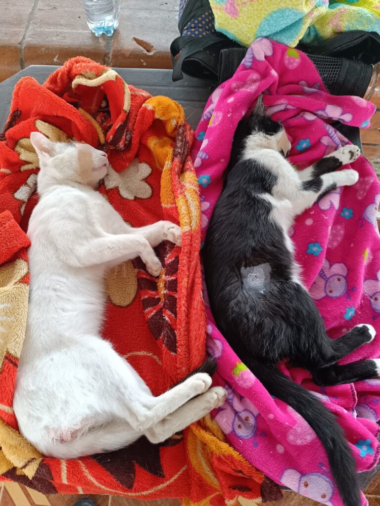 Convenio entre Caldas y Viterbo permitirá 500 esterilizaciones caninas y felinas en zona rural