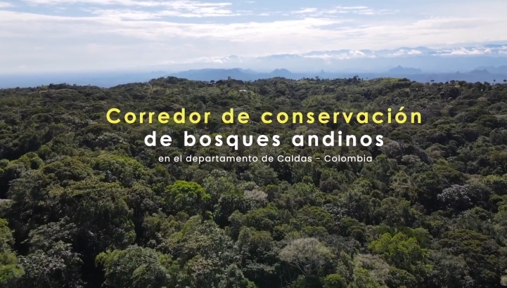 ¡Nace el Corredor de Conservación de Bosques Andinos en Caldas!