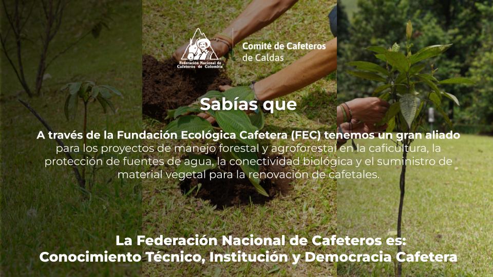 Fundación Ecológica Cafetera Impulsa Nuevas Iniciativas para la Caficultura Sostenible en Caldas