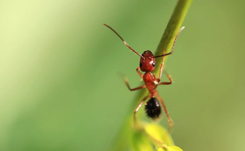 Las hormigas realizan amputaciones que salvan la vida de sus compañeras