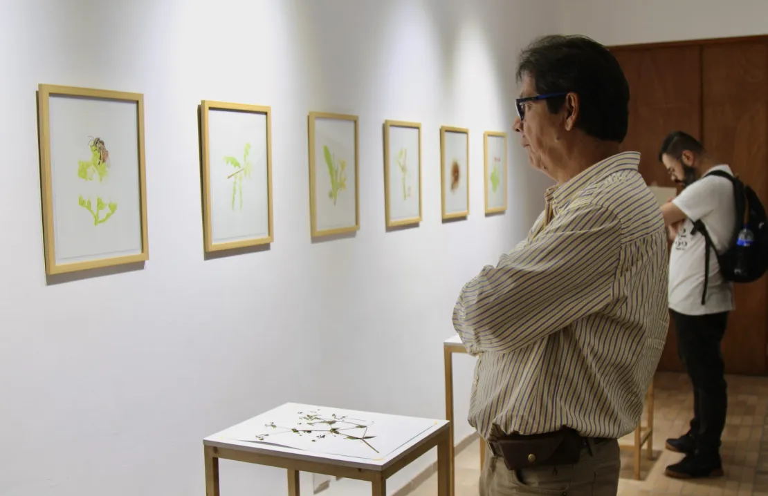 Las mensajeras de las flores, una exposición para conocer de abejas nativas y plantas de la región.