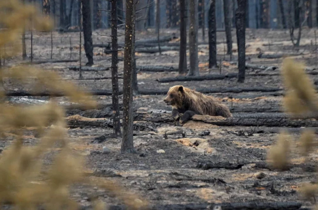 Los ataques de osos indican pérdida de hábitat