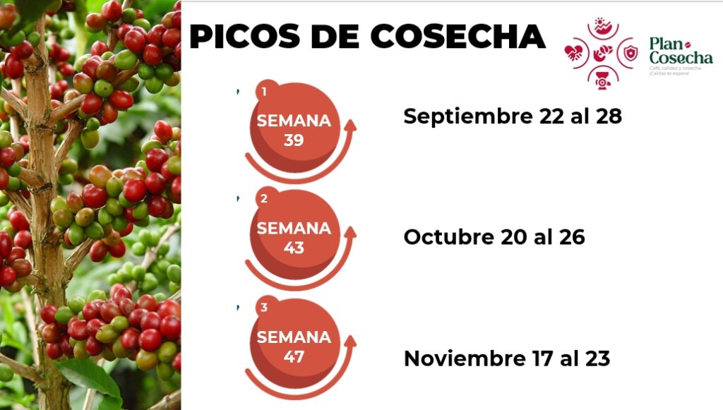 ¡A Cosechar en Caldas! Mucho café, buen trato... más de 20.000 vacantes para recolectores