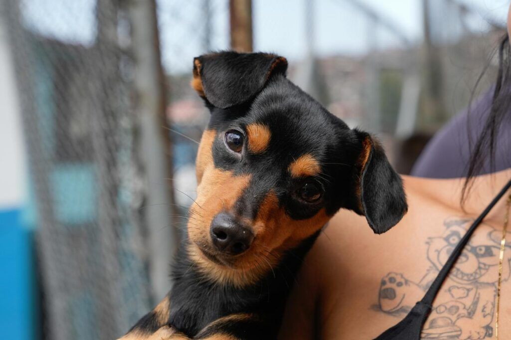 90 animalitos más fueron esterilizados en Manizales; la meta es llegar a los 2 mil perros y gatos operados en el año