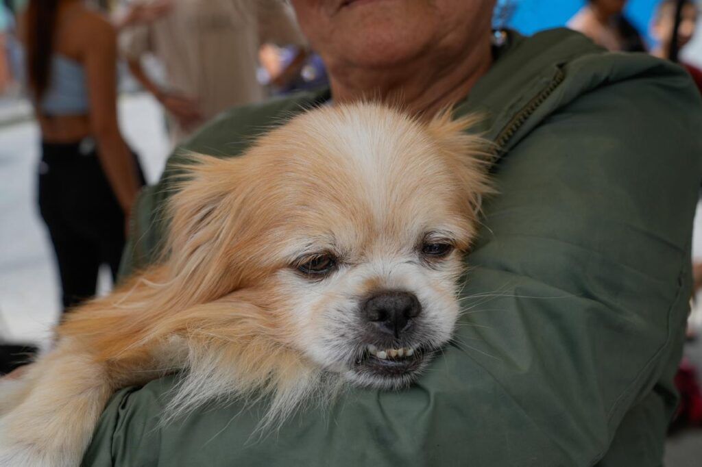 90 animalitos más fueron esterilizados en Manizales; la meta es llegar a los 2 mil perros y gatos operados en el año