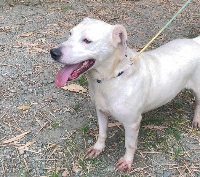 90 animalitos más fueron esterilizados en Manizales; la meta es llegar a los 2 mil perros y gatos operados en el año