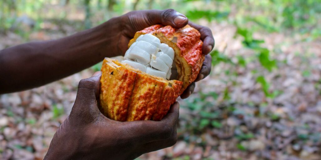 Revolución Sostenible en la Industria del Chocolate: Aprovechando Toda la Fruta del Cacao