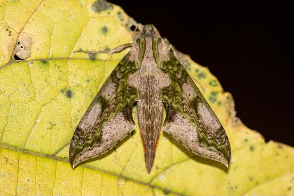 El vuelo poético de las Mariposas Andinas
