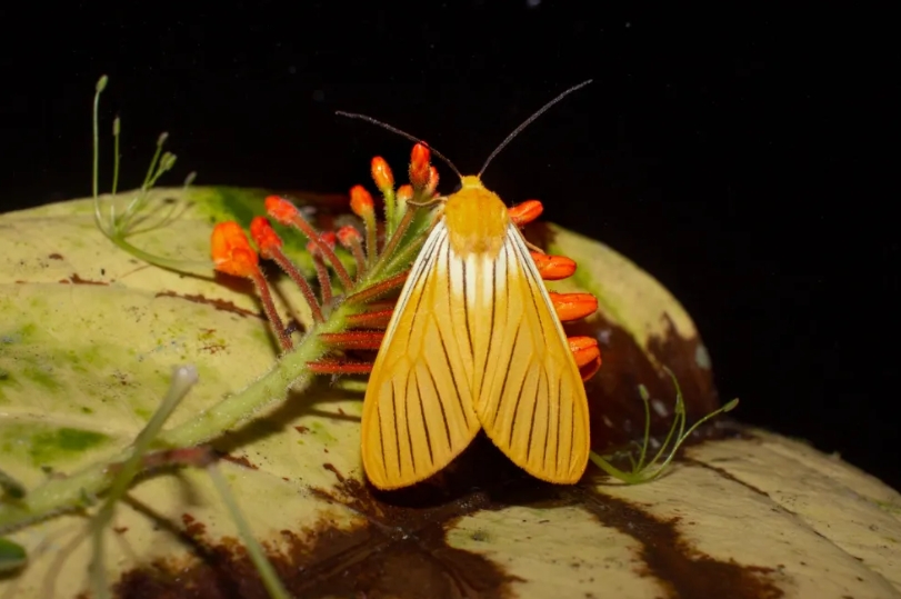 El vuelo poético de las Mariposas Andinas
