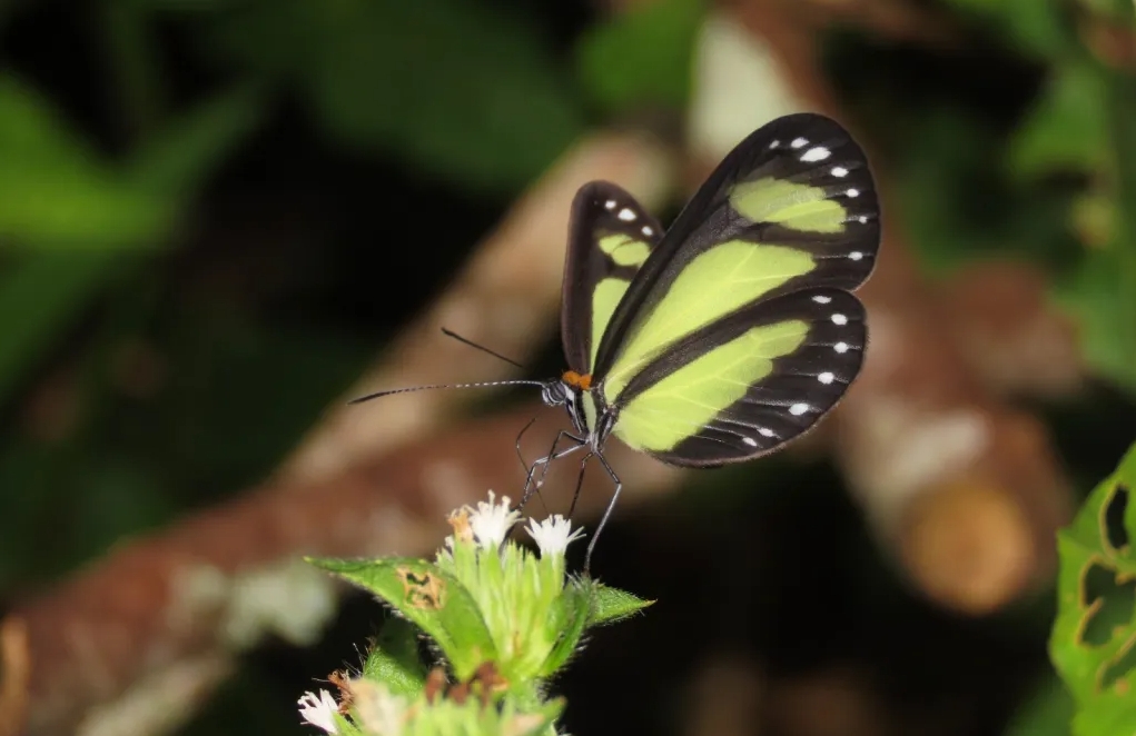 El vuelo poético de las Mariposas Andinas
