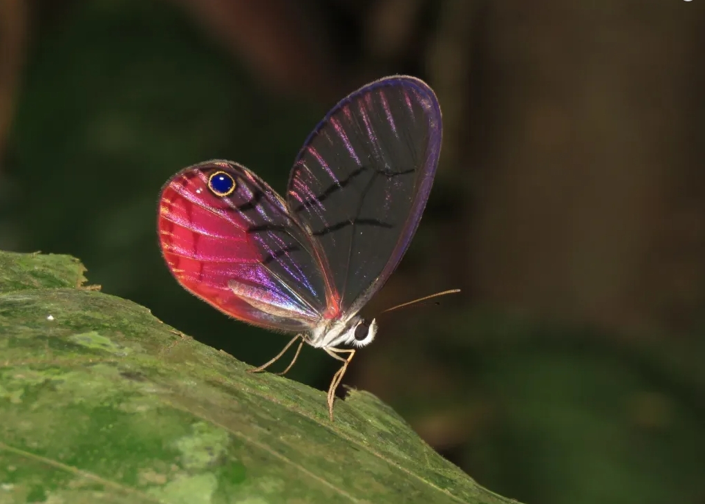 El vuelo poético de las Mariposas Andinas
