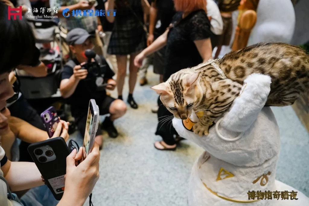 Gatos visitan exposición egipcia en el Museo de Shanghái