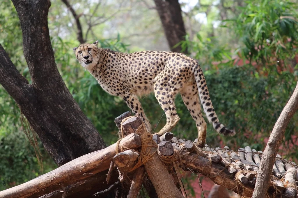 Los esfuerzos de conservación en India se estancan