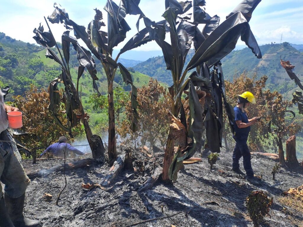 Quema que se salió de control, generó la pérdida de una hectárea de cultivo de plátano, en Neira