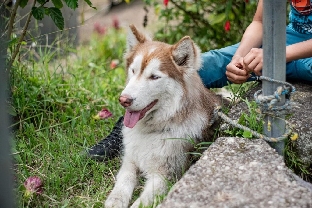 Caldas refuerza su compromiso con la protección animal ante casos de maltrato