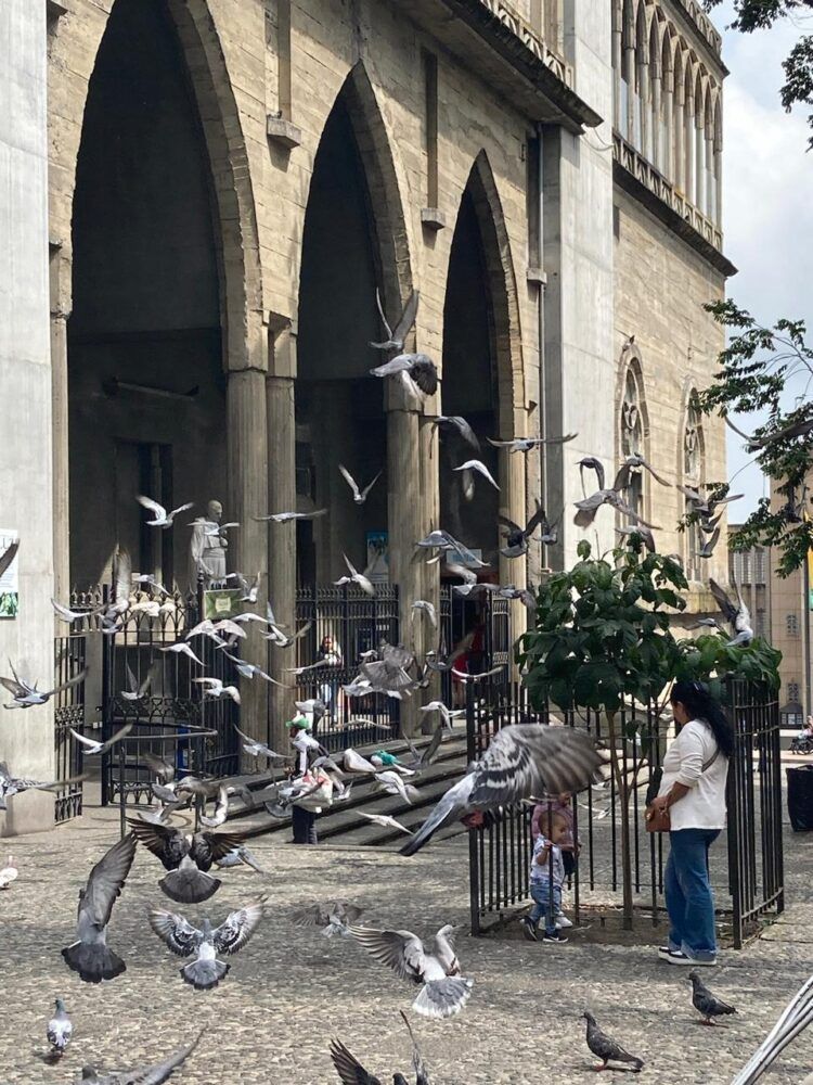 ¡No alimentar a las palomas en el Centro Histórico!: campaña de sensibilización de la secretaría de Medio Ambiente de Manizales