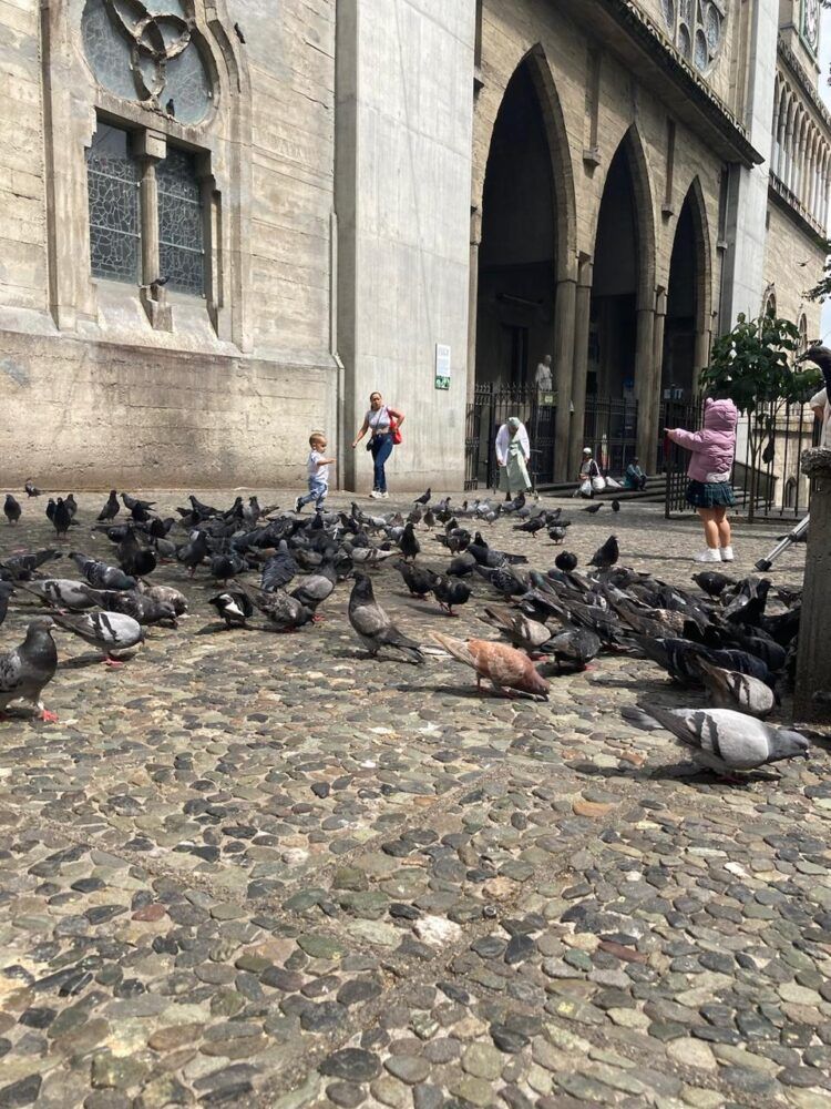 ¡No alimentar a las palomas en el Centro Histórico!: campaña de sensibilización de la secretaría de Medio Ambiente de Manizales