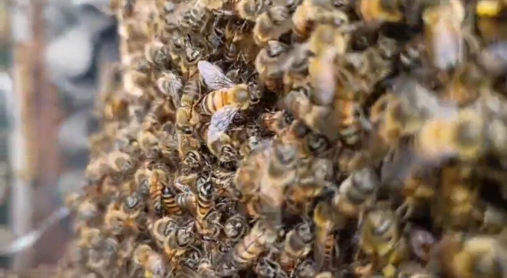 Bomberos de Manizales controlan enjambre de abejas en la comuna Ciudadela del Norte
